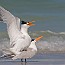thumbs/IMG_2679.jpg